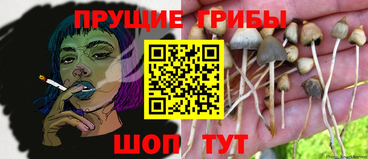 Галлюциногенные грибы GOLDEN TEACHER  Вход с VPN  Строитель  Галлюциногенные грибы GOLDEN TEACHER 